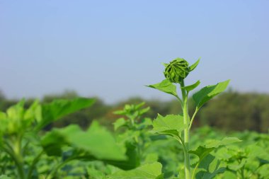 Fresh Sunflower field India