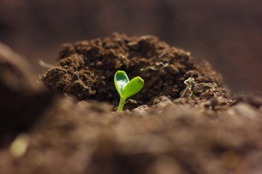 Growing water melon seed in farm