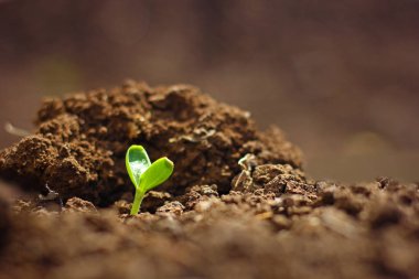 Growing water melon seed in farm