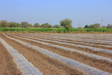 Growing water melon seed in farm