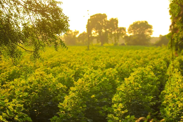 Green cotton fields India