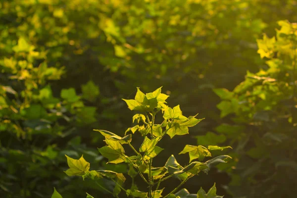 Green cotton fields India