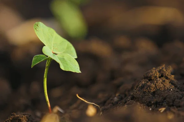 Small Cotton Plant Born Concept — стокове фото