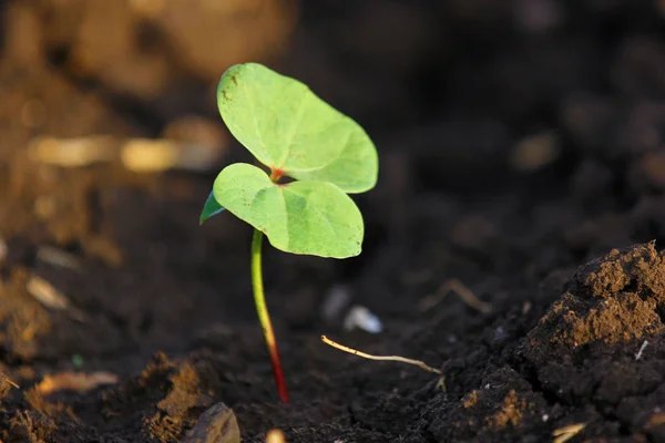 Small Cotton Plant Born Concept — Stockfoto