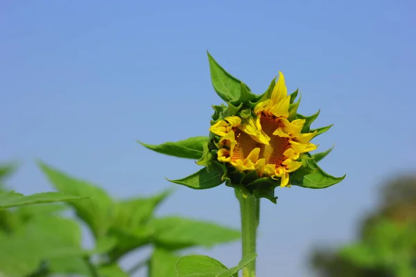 Fresh Sunflower Field India — Photo