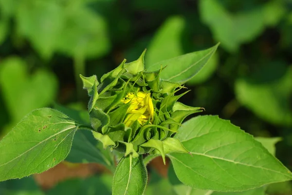 Fresh Sunflower Field India — стокове фото