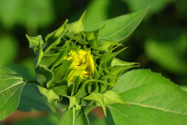 Fresh Sunflower Field India — Foto Stock