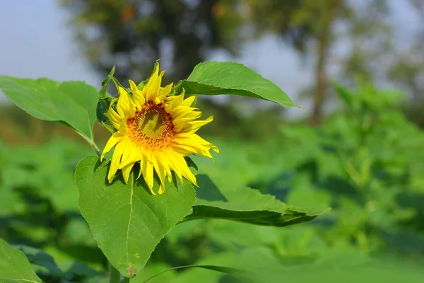 Fresh Sunflower Field India — Fotografia de Stock