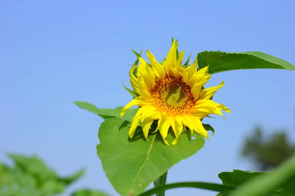 Fresh Sunflower Field India — Foto de Stock