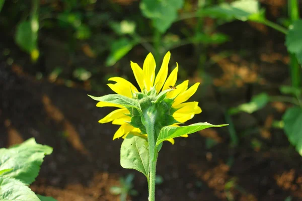 Fresh Sunflower Field India — Foto Stock