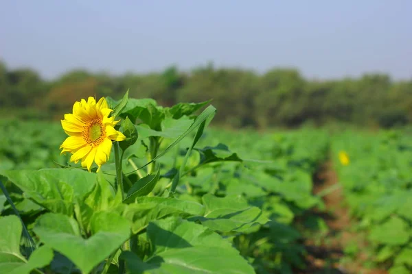 Fresh Sunflower Farm — Foto Stock