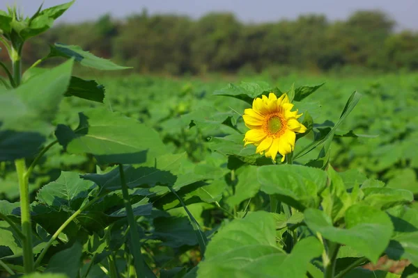 Fresh Sunflower Farm — Foto Stock