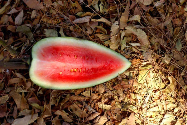 Water Melon Ground — Stock Photo, Image