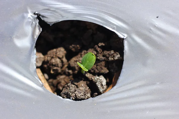 Growing Water Melon Seed Farm — стоковое фото