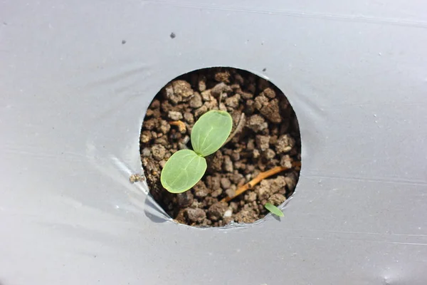Growing Water Melon Seed Farm — Stockfoto