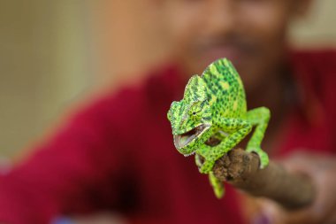 Green chameleon on wooden branch 
