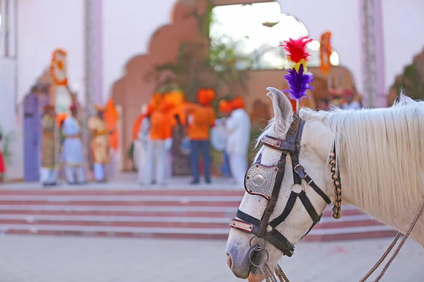 white horse in wedding