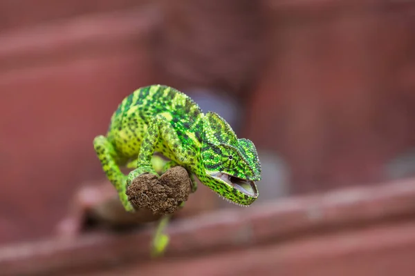 Green Chameleon Wooden Branch — Φωτογραφία Αρχείου