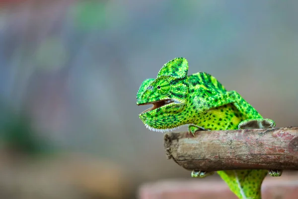 Green Chameleon Wooden Branch — Stock Photo, Image