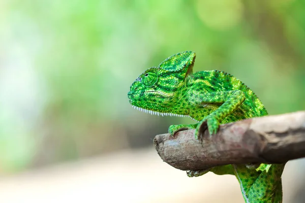 Green Chameleon Wooden Branch — Stockfoto