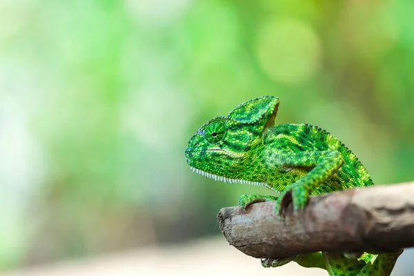 Green Chameleon Wooden Branch — Stock fotografie