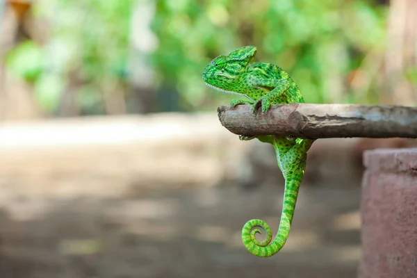 Green Chameleon Wooden Branch — Stockfoto
