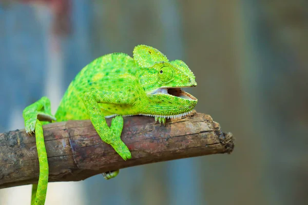 Green Chameleon Wooden Branch — Stockfoto
