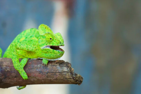 Green Chameleon Wooden Branch — Stockfoto