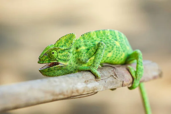 Green Chameleon Wooden — Zdjęcie stockowe