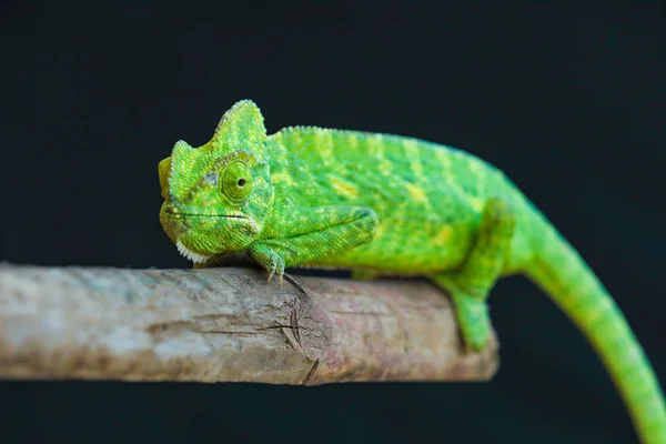 Green Chameleon Wooden — Φωτογραφία Αρχείου