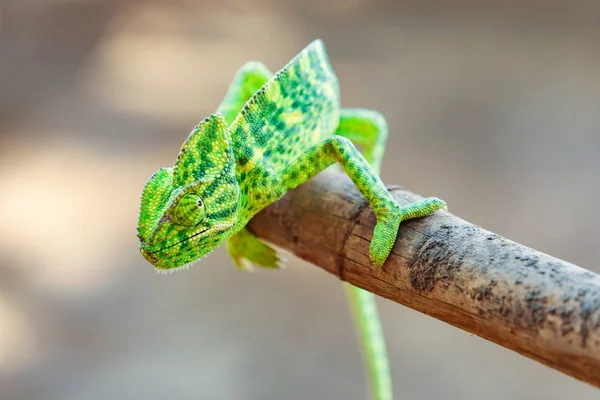 Green Chameleon Wooden — Stockfoto