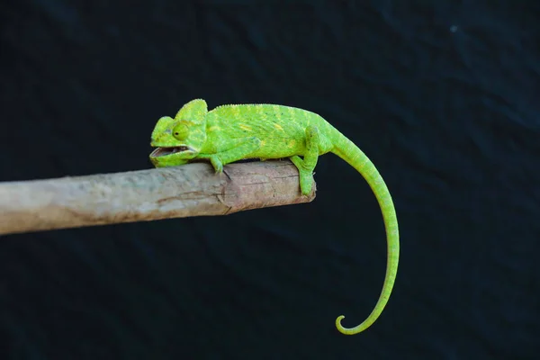 Green Chameleon Wooden — Zdjęcie stockowe