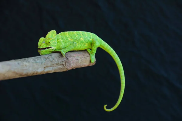 Green Chameleon Wooden — Stock Fotó