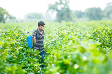 indian farmer spraying pesticide at cotton field