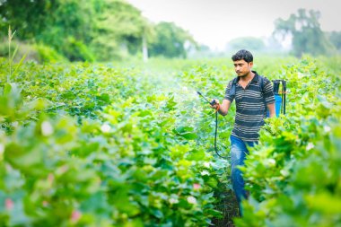 indian farmer spraying pesticide at cotton field