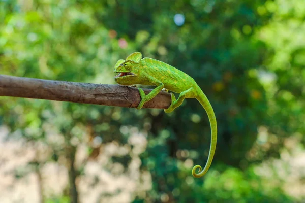 Green Chameleon Wooden — Stok fotoğraf