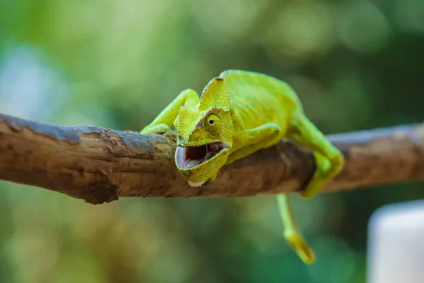 Green Chameleon Wooden — Zdjęcie stockowe