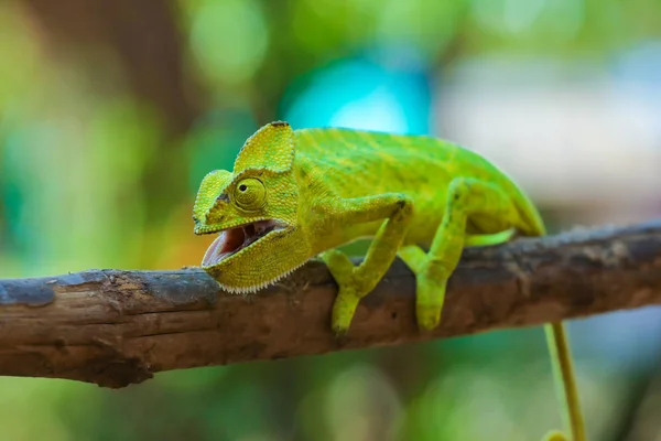 Green Chameleon Wooden — Stock Fotó