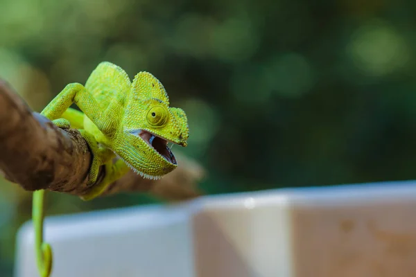 Green Chameleon Wooden — Stockfoto