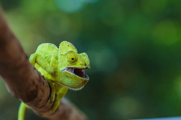 Green Chameleon Wooden — 스톡 사진