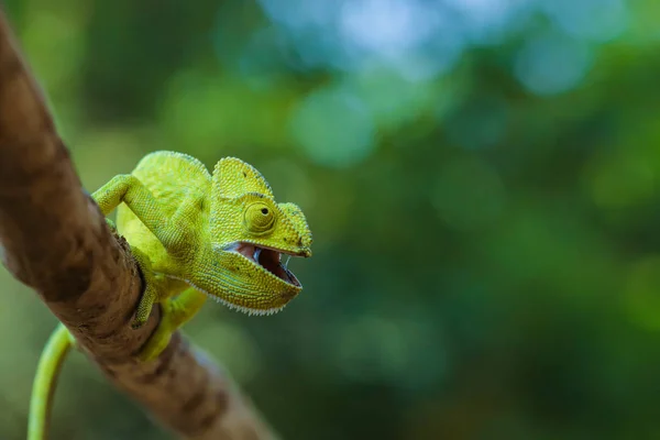 Green Chameleon Wooden — стоковое фото