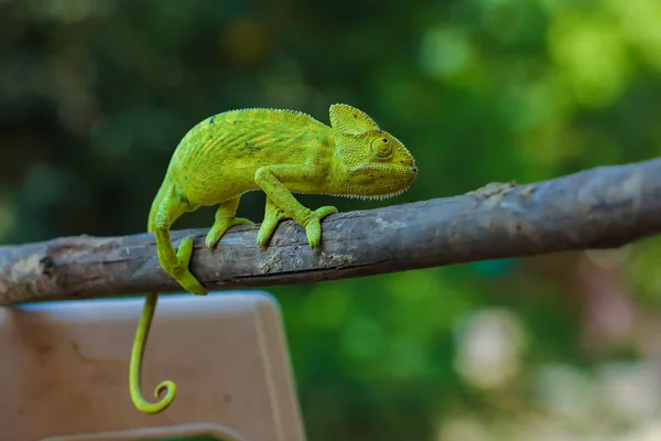 Green Chameleon Wooden — Stock Fotó