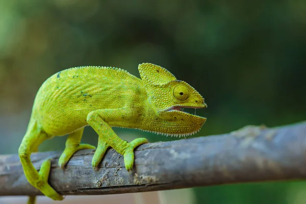 Green Chameleon Wooden — Stockfoto