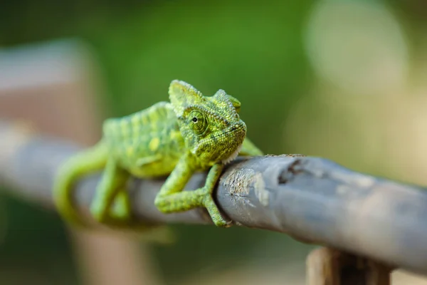 Green Chameleon Wooden — Stock Fotó