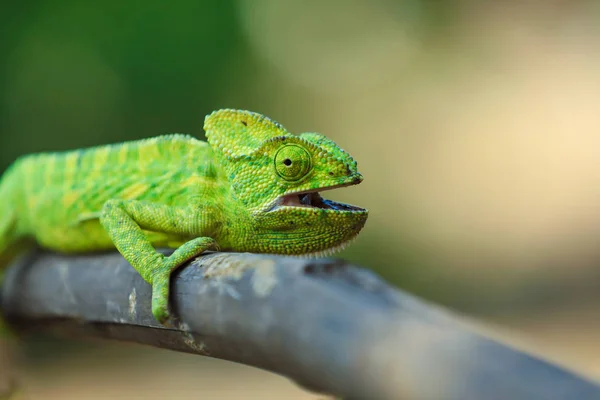 Green Chameleon Wooden — Stock Fotó