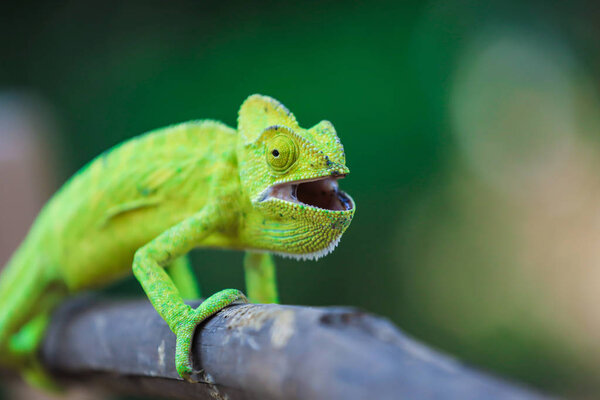 Green chameleon on wooden 