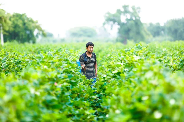 Indian Farmer Spraying Pesticide Cotton Field — 图库照片