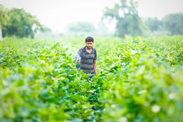 Indian Farmer Spraying Pesticide Cotton Field — Fotografia de Stock
