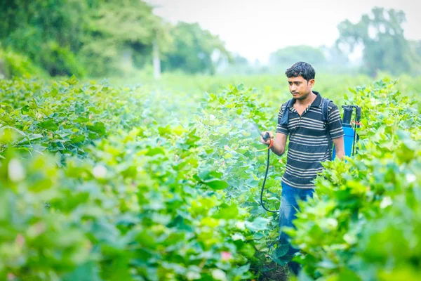 Indian Farmer Spraying Pesticide Cotton Field — 图库照片