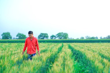 young  indian farmer at wheat field